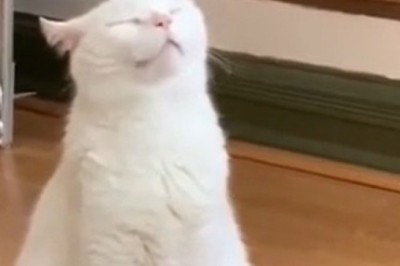 Paws for a Beat: Talented Tabby Gets Groovy with the Music!