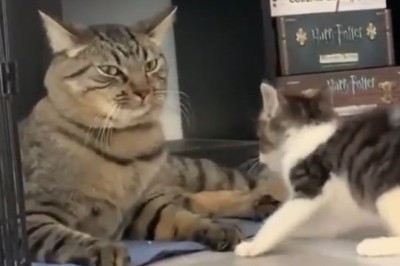 Pawsitively Adorable: The Cutest Cat and Kitten Duo Will Melt Your Heart!
