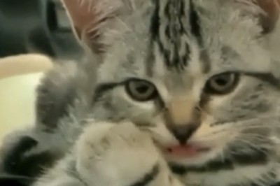 Pawsitively Adorable: The Most Beautiful Kitten You'll See Today!