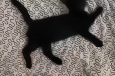 Purrfectly Pampered: Hilarious Cat Relaxing Muscles Like a Pro!