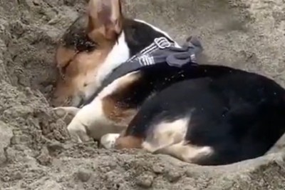 Sand Naps and Snooze Lies: Watch this Adorable Pooch Catching Some ZZZs in the Sun!