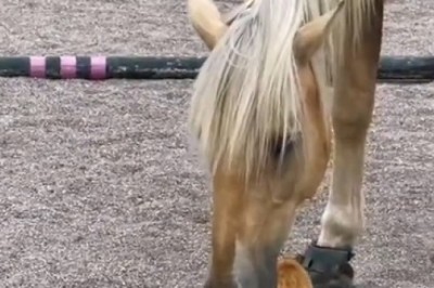 Unlikely Duo: Hilarious Horse and Cat's Unforgettable Adventure!