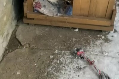 Cat-tastrophe in the Dog House: A Hilarious Tale of Feline Intrigue!