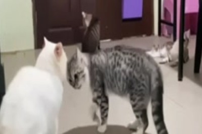 Hilarious Cat Fight Showdown: Feline Frenzy Unleashed!