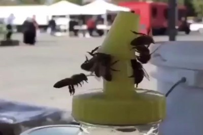 Honey, I Shrunk the Problem: Bees Invent a Plastic Hive!