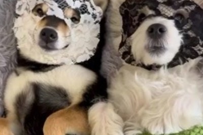 Laugh Out Loud: Dog's Hilarious Joking Skills Will Leave You In Stitches!