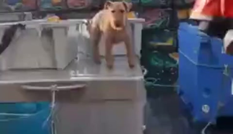 Paws for a Cause: The Hilarious Adventures of a Dog Working in a Port!