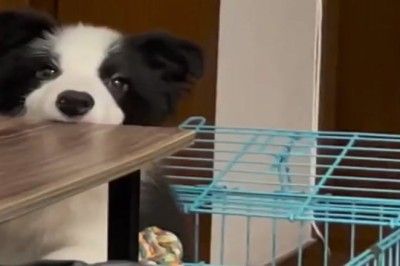 Pawsitively Paw-some: Hilarious Dog Takes Playing to New Heights on the Table!