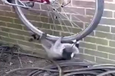 Ridiculously Cute Raccoon Robbery: Watch This Sneaky Bandit Master the Art of Playtime!