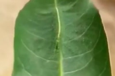 Un insetto "strano" causa panico in Italia - Video Virale!