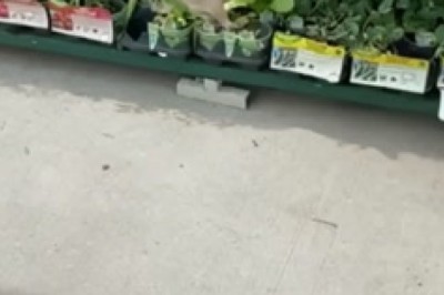 Video Virale: Coniglio Travestito da Cliente Abituale in Negozio Alimentari!