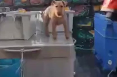 Videocommedia: Le Disavventure di un Cane Divertente che Fa Impazzire il Quartiere!