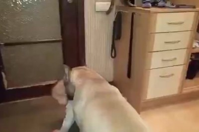 Woef en Lag: 'n Hond se Avonture met 'n Beminde Baba