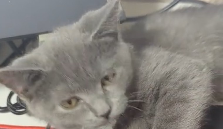 Adorable Cat Goes Viral with Unbelievably Cute and Hilarious Antics!