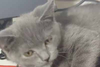 Adorable Cat Goes Viral with Unbelievably Cute and Hilarious Antics!