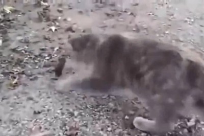 Cat vs. Mouse Showdown: A Hilarious Game of Cat and Mouse!
