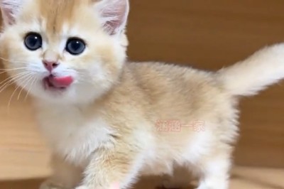 Cuteness Overload Alert: Meet the Most Adorable Kitten EVER! 🐱💖 Prepare to Swoon and Smile!