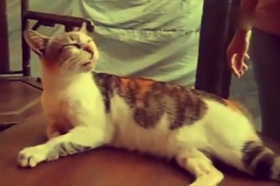 Elderly Cat Hilariously Attempts Youthful Antics!