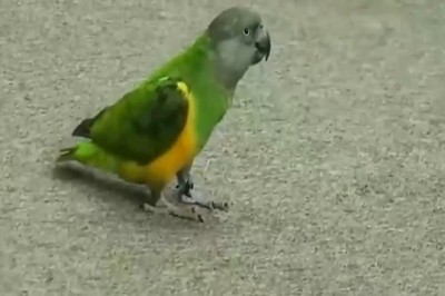 Feathers and Wits: Watch in Awe as a Clever Parrot Masters the Art of Understanding All Signals!