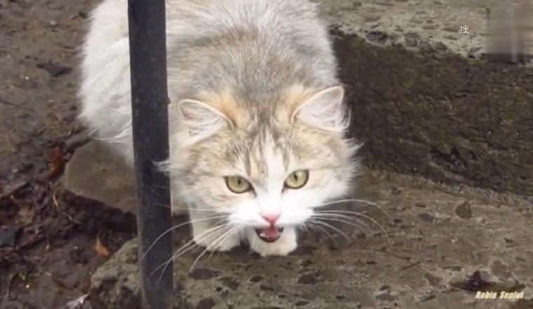 Hilarious Cat Concert: Prepare to LOL at the Cutest Cat Sounds Ever!