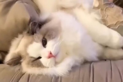 Hilarious Hijinks with a Lovely Cat!