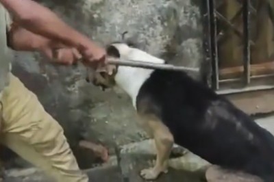 Hilarious Prank Alert: Watch a Man's Ridiculous Attempt at Pretending to Beat a Dog!