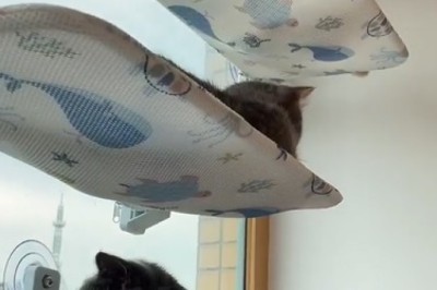 Hilarious Reactions to New Cat Decor!