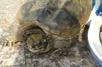 Hilarious Turtle Goes Viral with its Quirky and Amusing Antics!