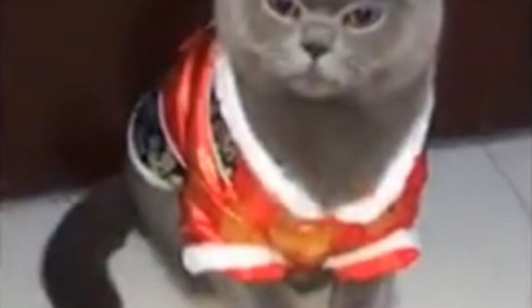 Naughty Cat's Hilarious Shenanigans Caught on Camera!