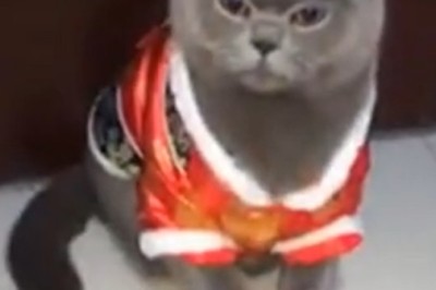 Naughty Cat's Hilarious Shenanigans Caught on Camera!