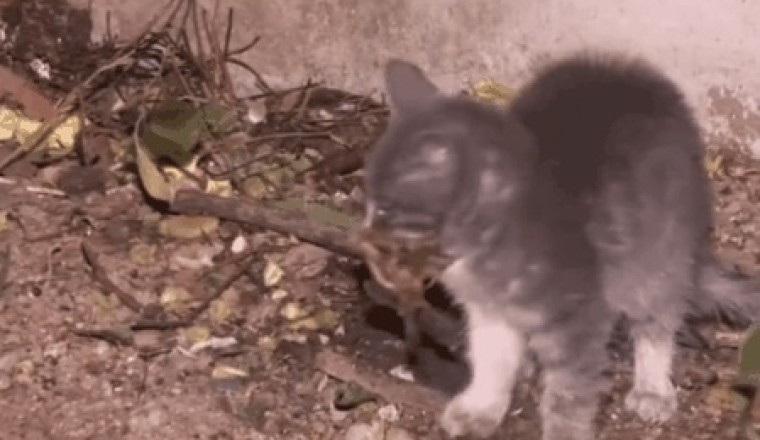 Paws &amp; Claws: Hilarious Showdown as a Cat Tries to Hold a Bird – Who Will Win in this Epic Battle of Fluff and Feathers?