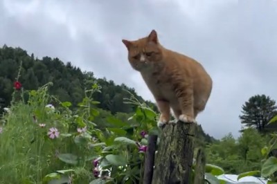 Pole Position Paw-licking! Hilarious Cat Feasts on Wood with Wild Gusto!