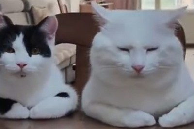 Prepare for Cuteness Overload: The Adorable Antics of a Lovely Cat Will Melt Your Heart!