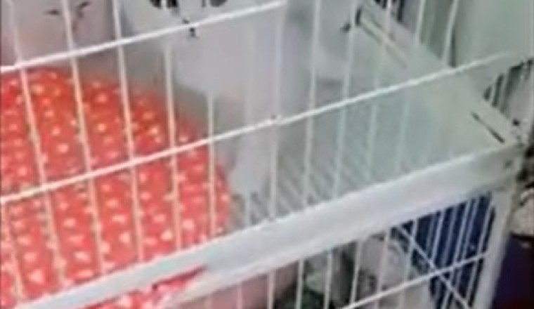 This Adorable Kitten Will Make Your Heart Melt