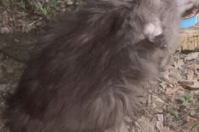 Unbelievable Transformation: Rescued Stray Blue Cat Goes from Rags to Riches!