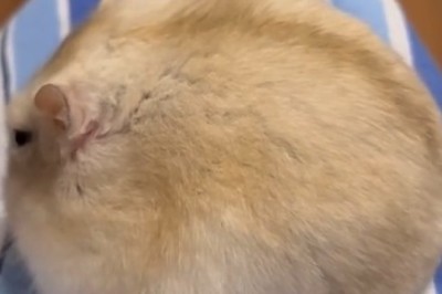 Chunky Cheese Connoisseur: Hilarious Adventure of a Fluffy Fat Mouse!