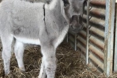 Donkey Delights: Tiny Trotter's Hilarious Hijinks Have the Internet in Stitches!
