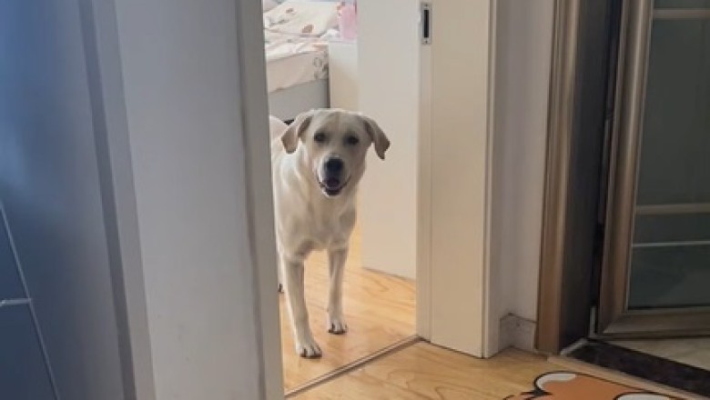 Hilarious video: Watch this impatient dog waiting for his master to come home