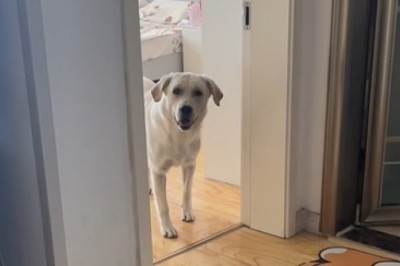 Hilarious video: Watch this impatient dog waiting for his master to come home