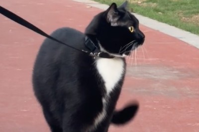 Meow-nificent Magnificence: Behold the Gigantic Beauty of a Massive Cat!