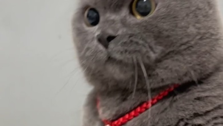 Paw-sitively Hilarious: The Mischievous Antics of a Naughty Cat!