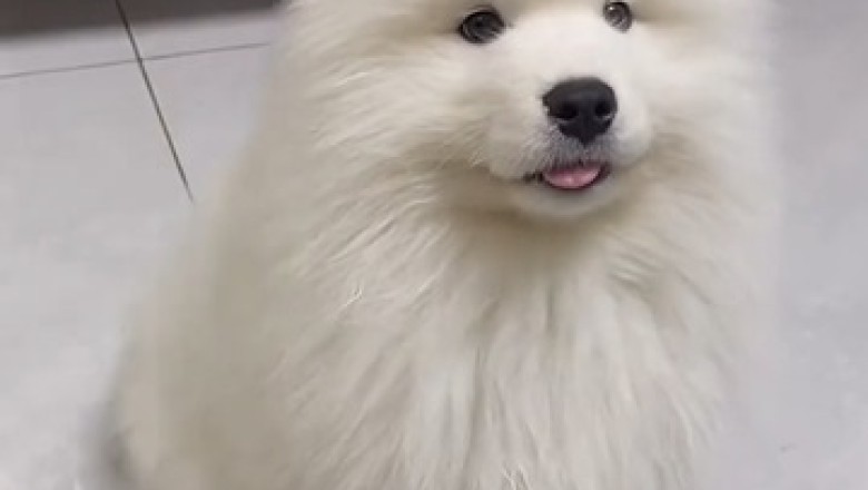Paws-itively Adorable: The Unbearably Cute Antics of Lovely Dogs Will Melt Your Heart!
