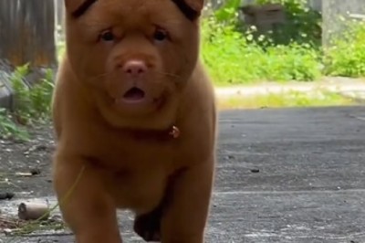 Pawsitively Adorable: The Unbelievable Cuteness of Beautiful Small Doggos!