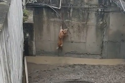 Pawsitively Heartwarming Rescue: Dog Takes a Dive and Emerges as a Waterlogged Hero!