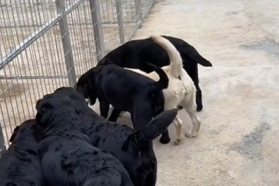 Pawsitively Perfect: Watch These Dogs Nail Their Training Like Pros!