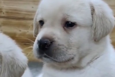 Pint-Sized Pawsomeness: Adorable Small Dogs Stealing Hearts!