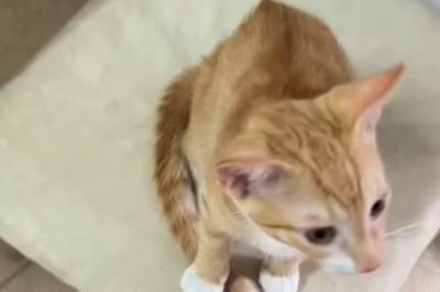 Purr-fectly Beautiful: Witness the Majestic Elegance of a Stunning Cat!