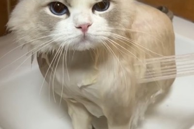 Splish Splash, Watch This Fluffy Feline Enjoy a Luxurious Bath Time!