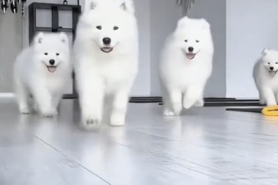 Tiny Tempest: Small Samoyed's Big Bark Has Everyone in Stitches!