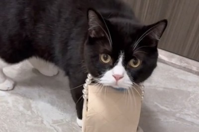 Un-fur-tunate Mishap: Hilarious Cat Goes on a Rampage, Ending with the Epic Destruction of Toilet Paper!